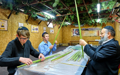 Готуємося до свята Суккот: будуємо сукку та плетемо лулави